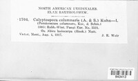Calyptospora columnaris image